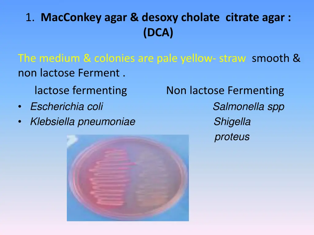 1 macconkey agar desoxy cholate citrate agar dca