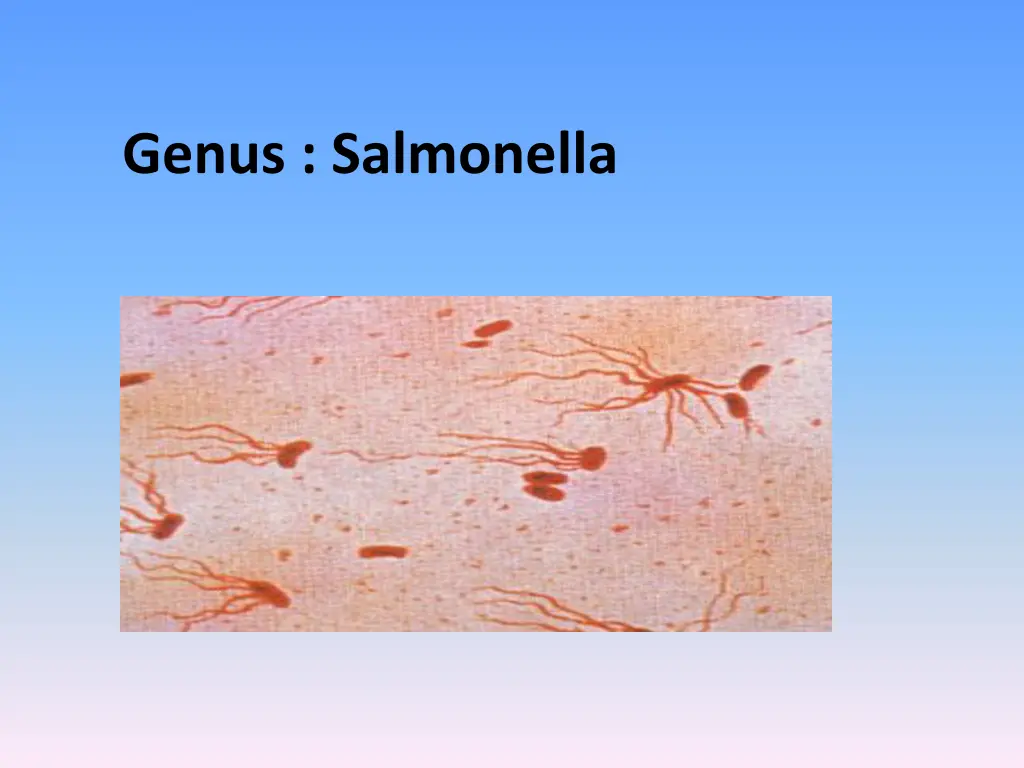 genus salmonella