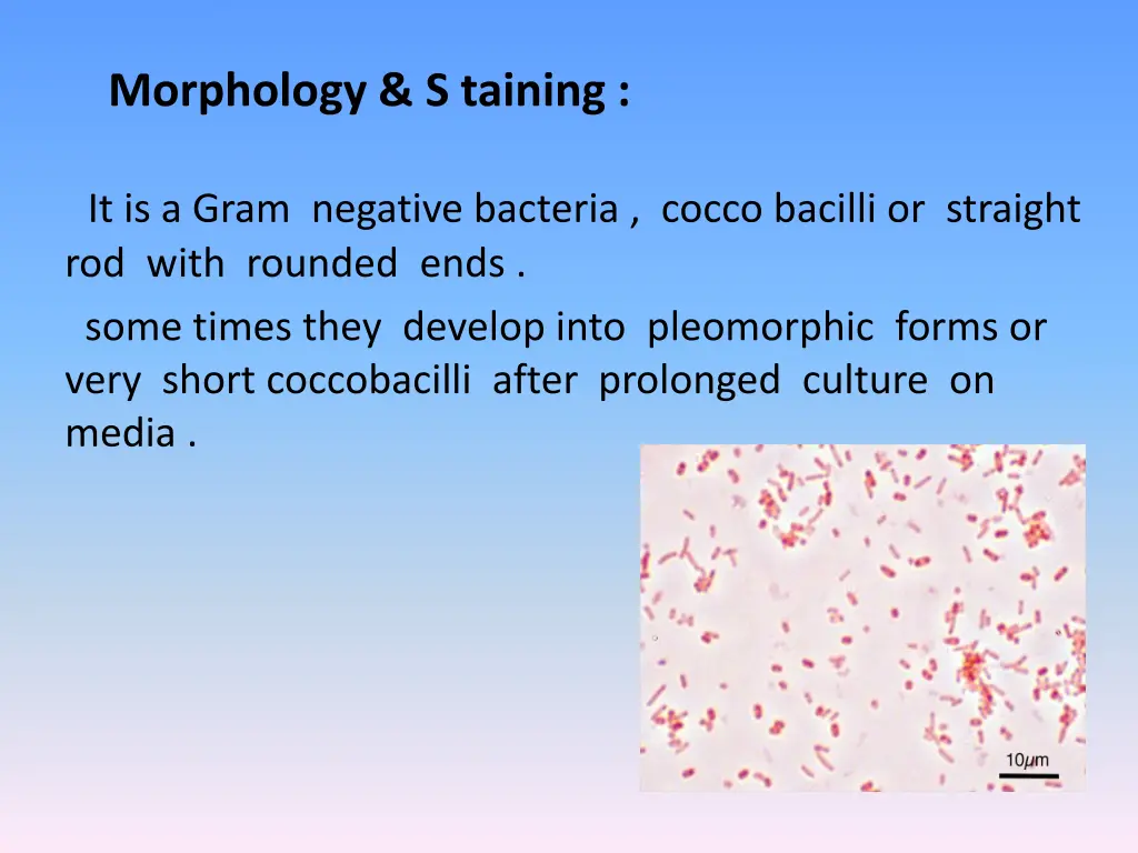 morphology s taining