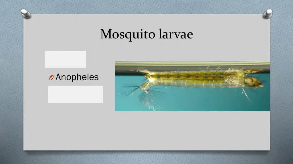 mosquito larvae 1