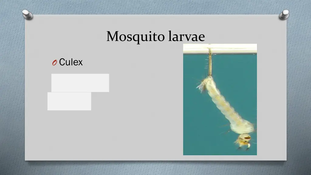 mosquito larvae 2