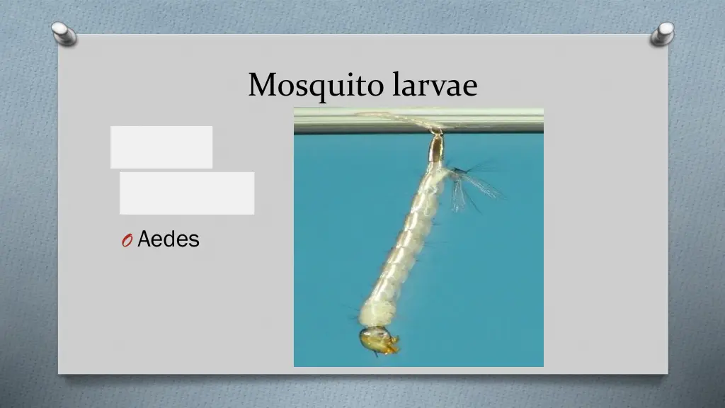 mosquito larvae