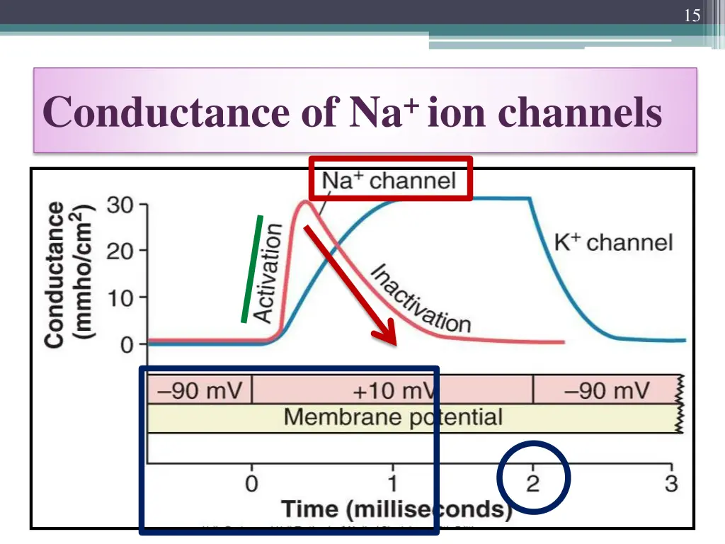 slide15