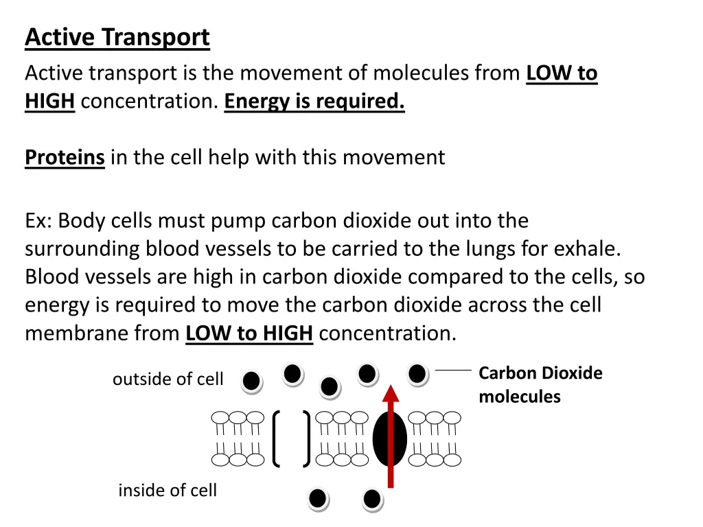 active transport active transport is the movement