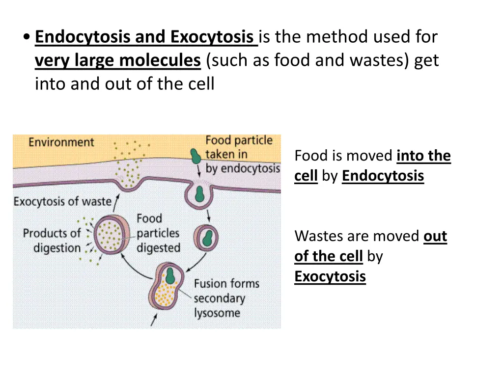 endocytosis and exocytosis is the method used