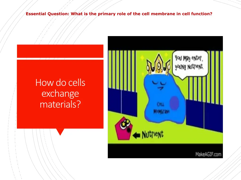 essential question what is the primary role 2