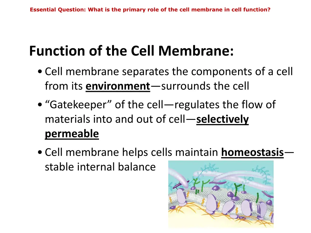 essential question what is the primary role 3