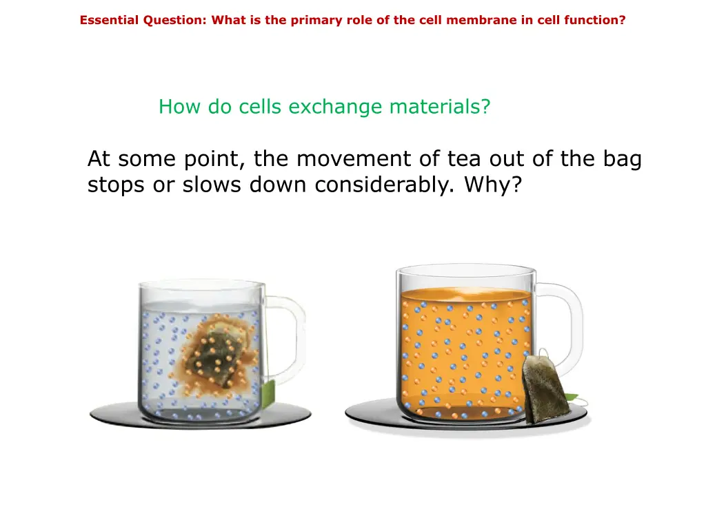 essential question what is the primary role 4