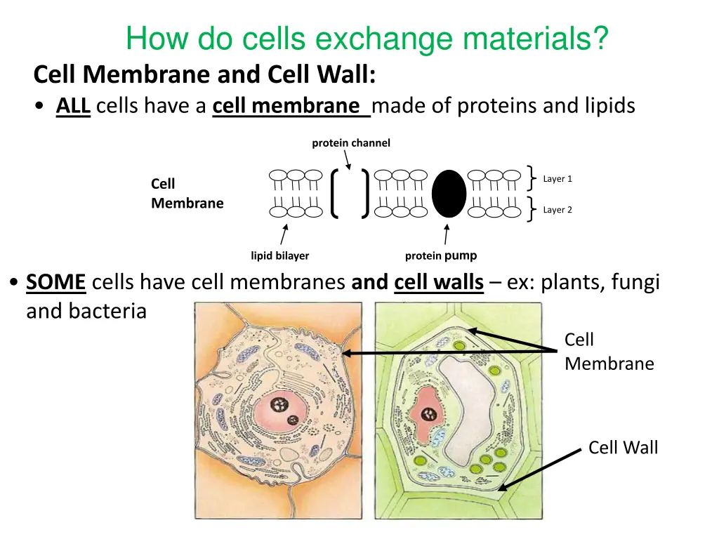 how do cells exchange materials cell membrane