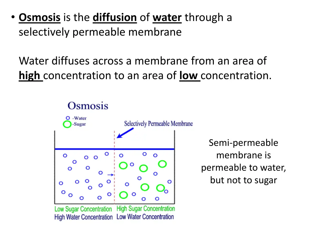 osmosis is the diffusion of water through