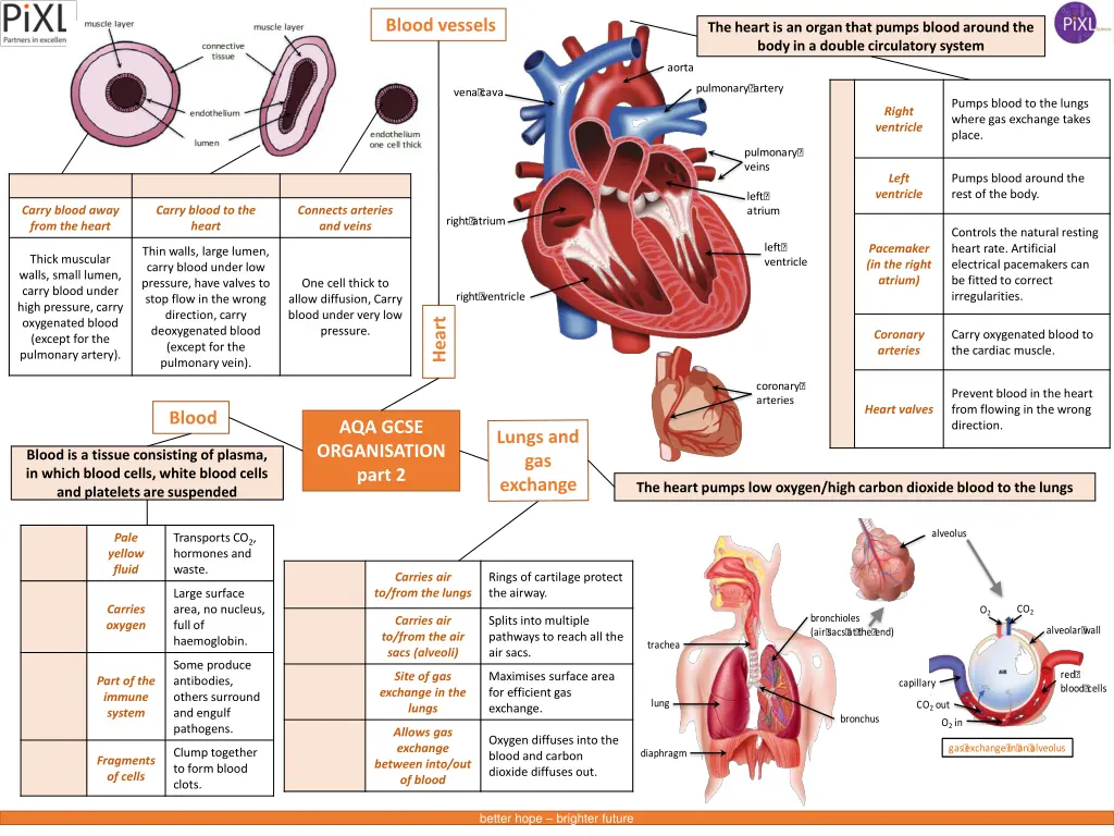 blood vessels 1