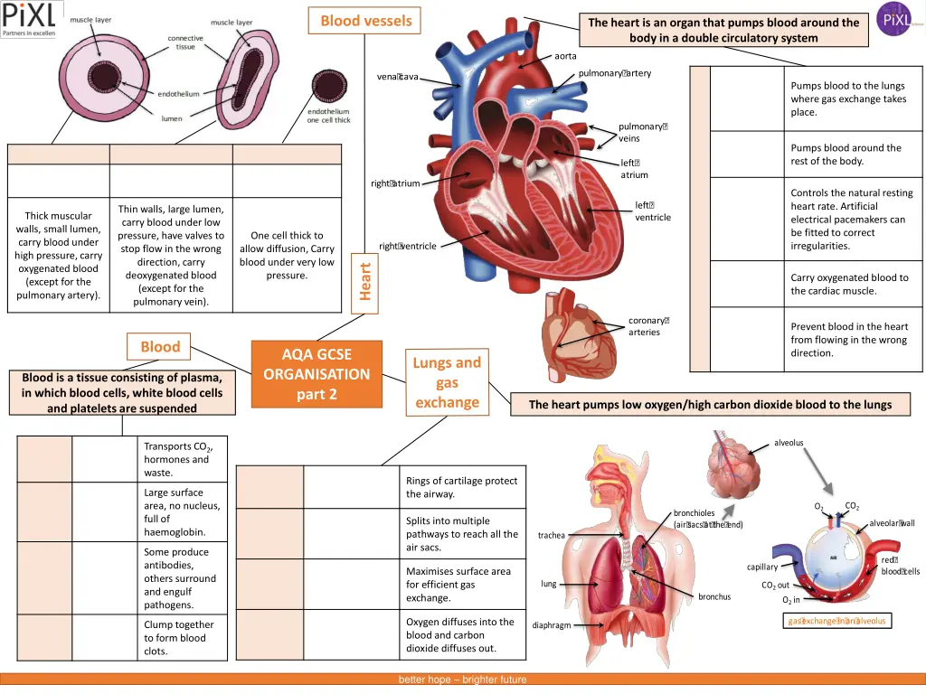 blood vessels 2