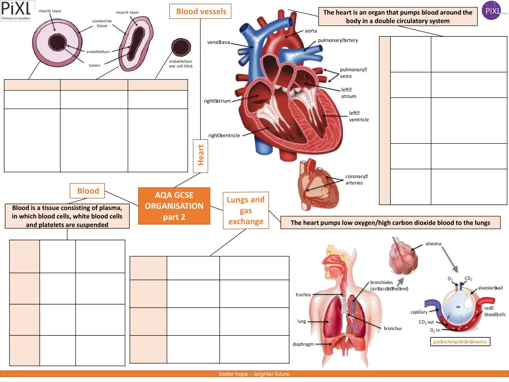 blood vessels 3