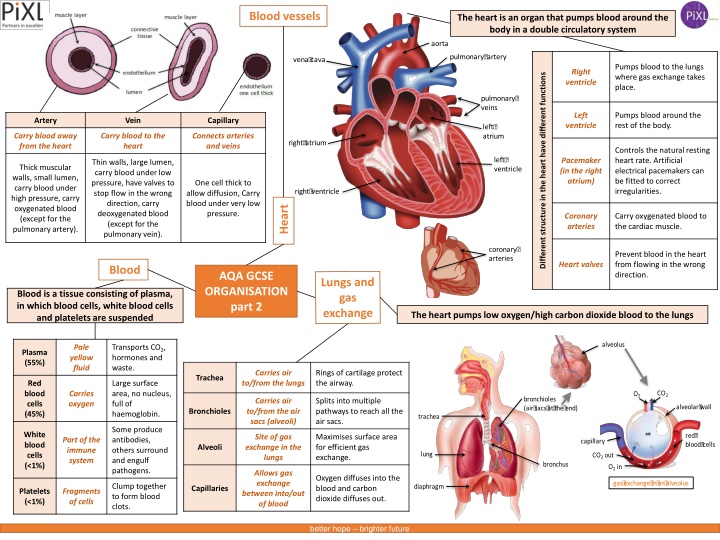 blood vessels