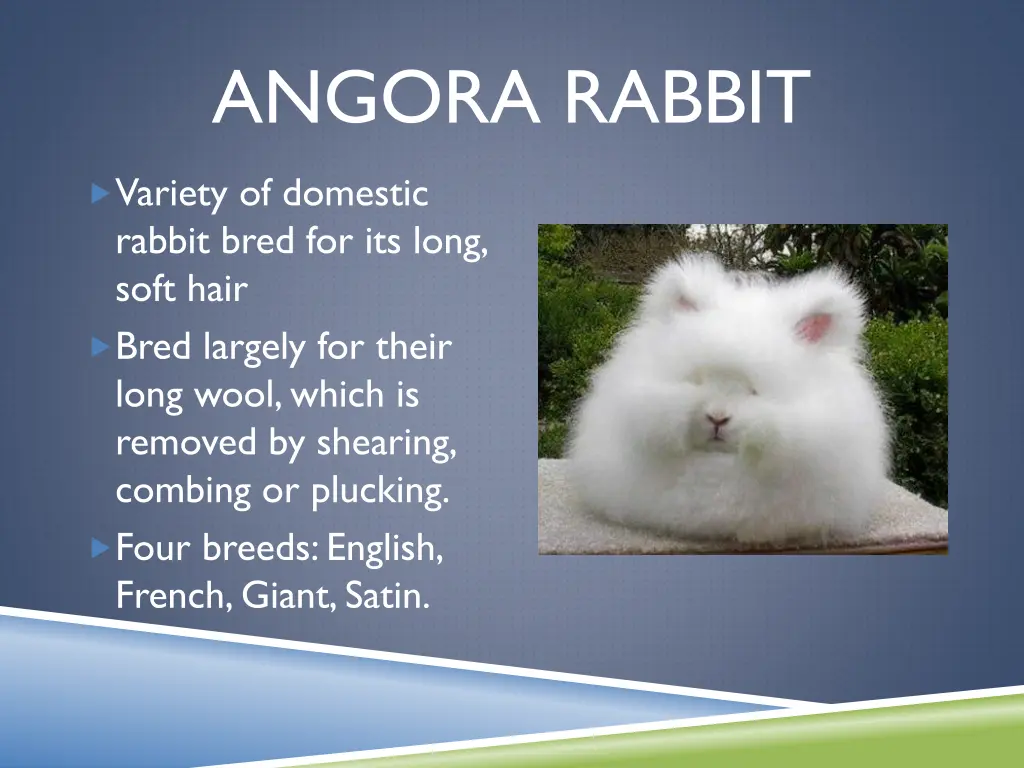 angora rabbit