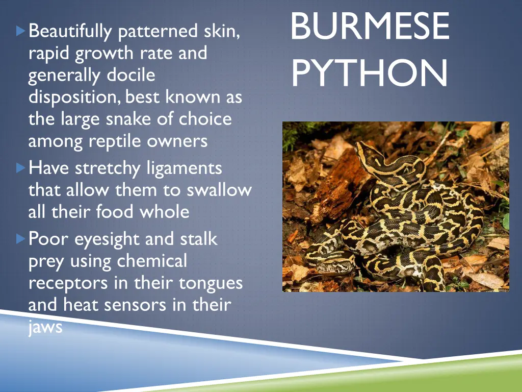 burmese python