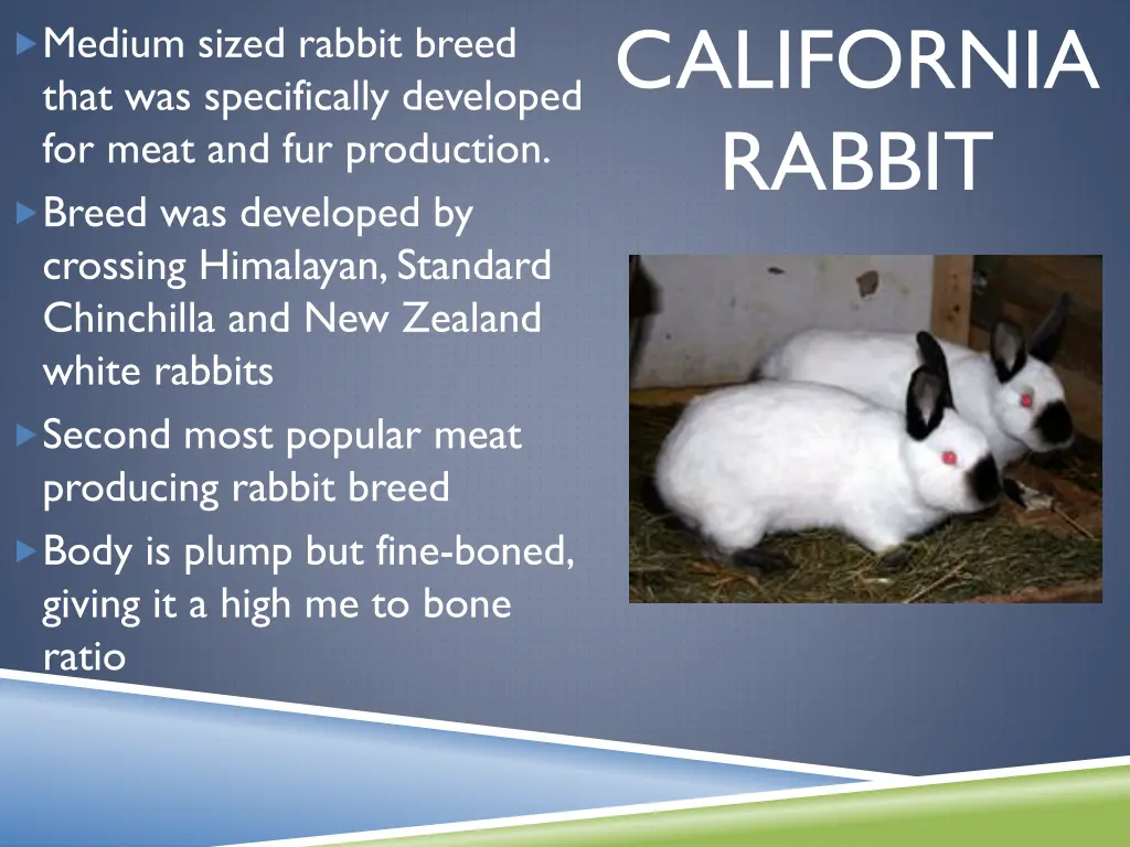 california rabbit