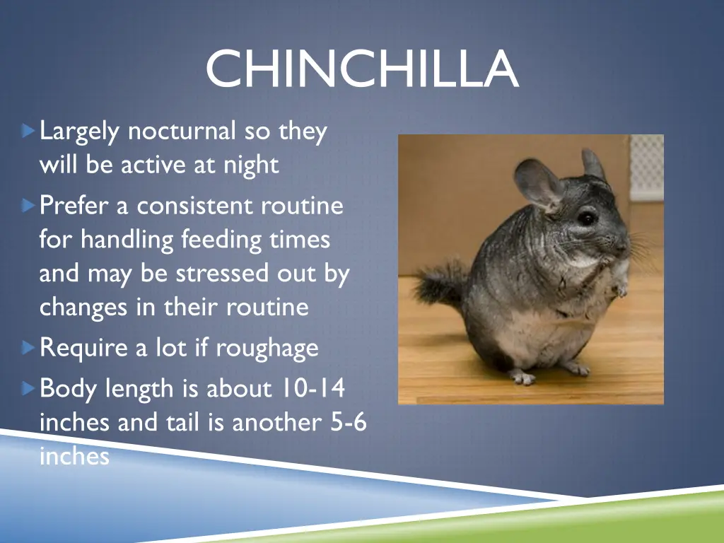 chinchilla