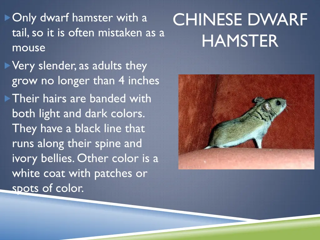 chinese dwarf hamster