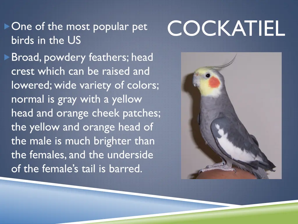 cockatiel