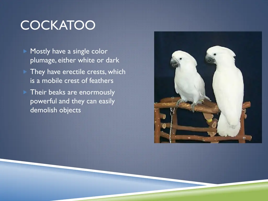 cockatoo