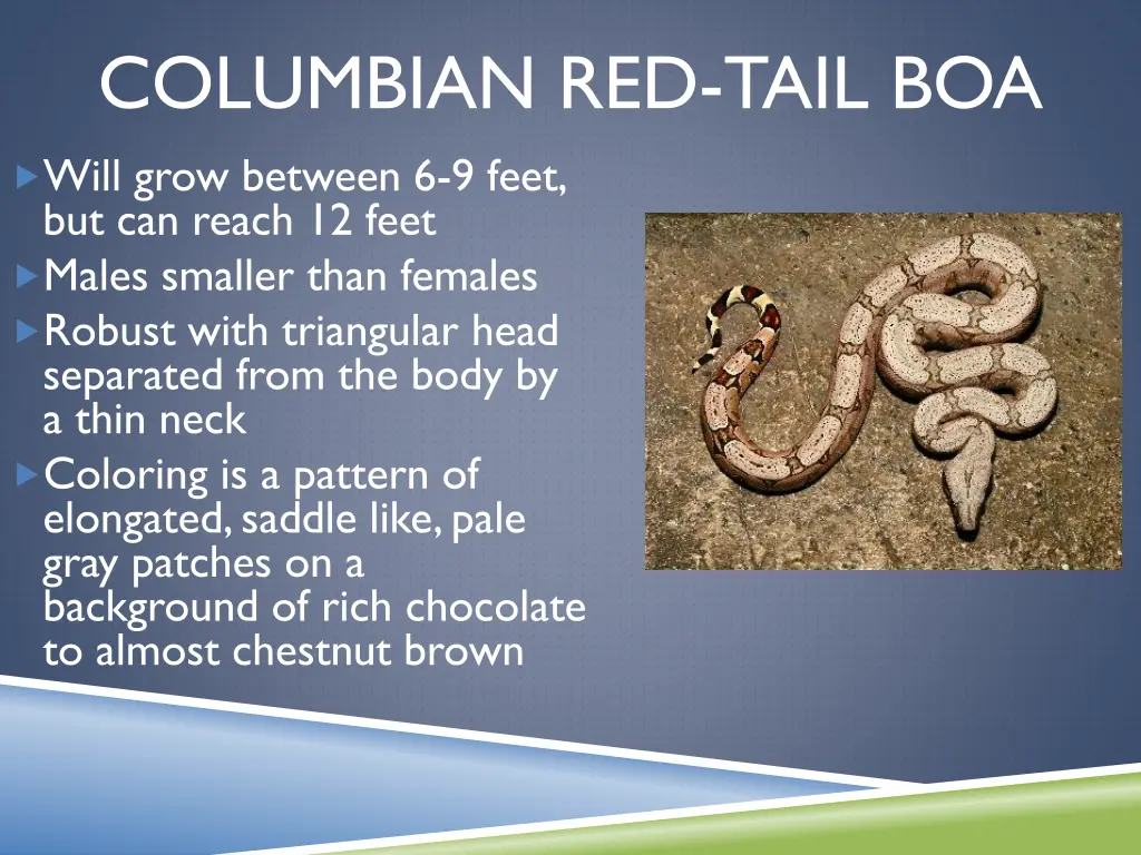 columbian red tail boa