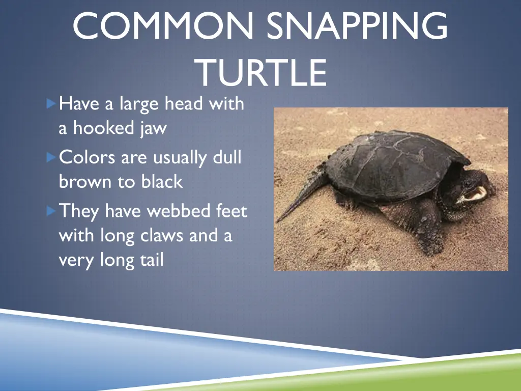 common snapping turtle have a large head with