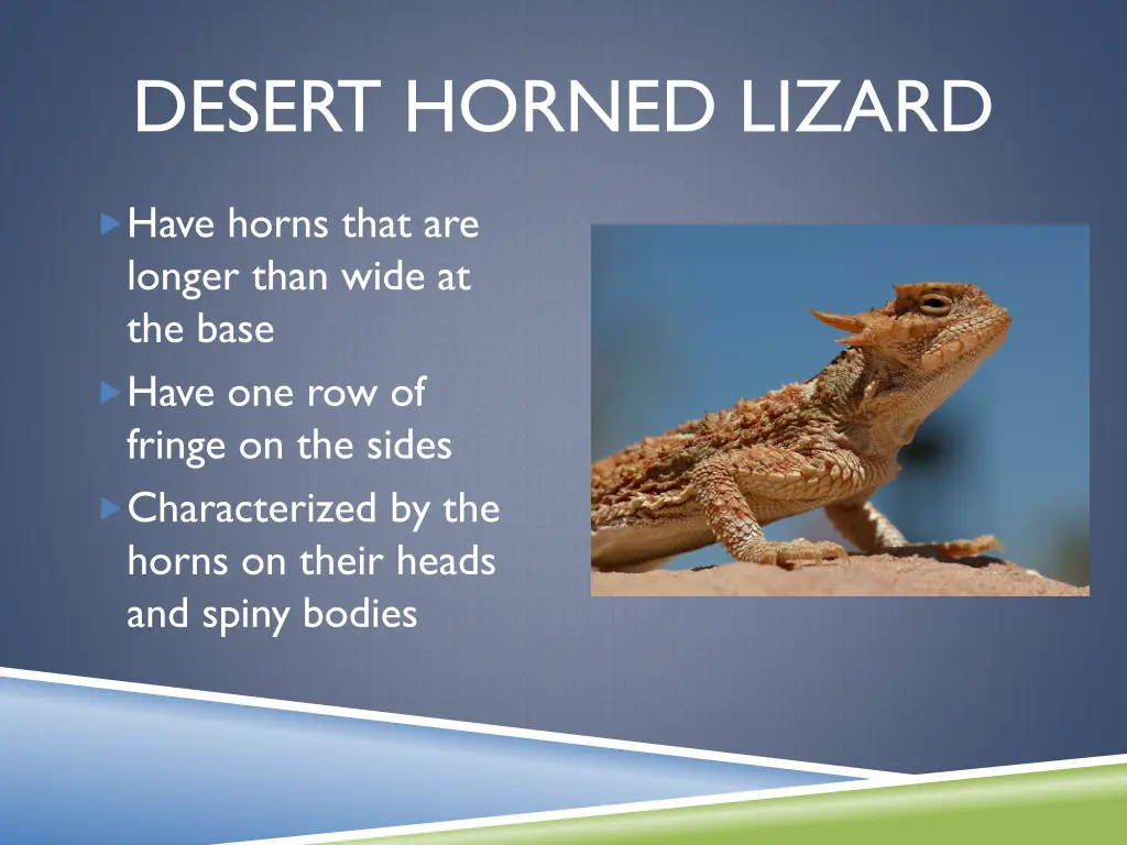 desert horned lizard