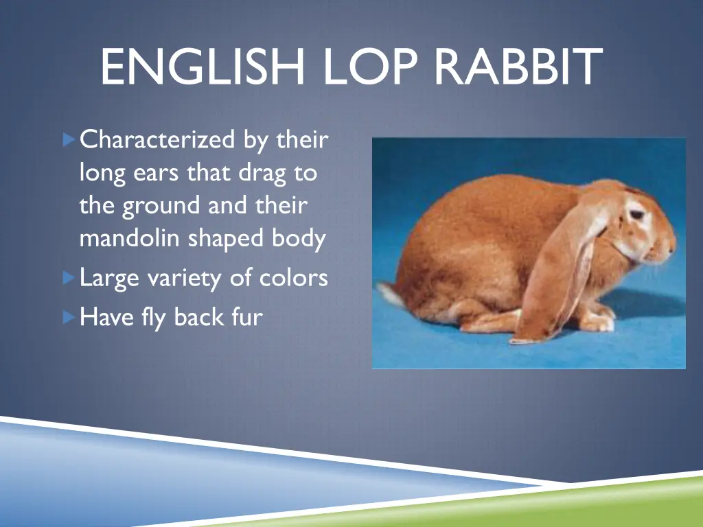 english lop rabbit