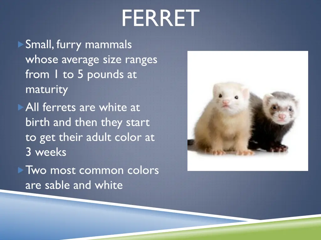 ferret