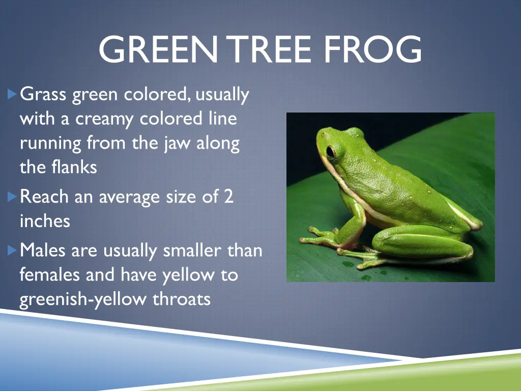 green tree frog