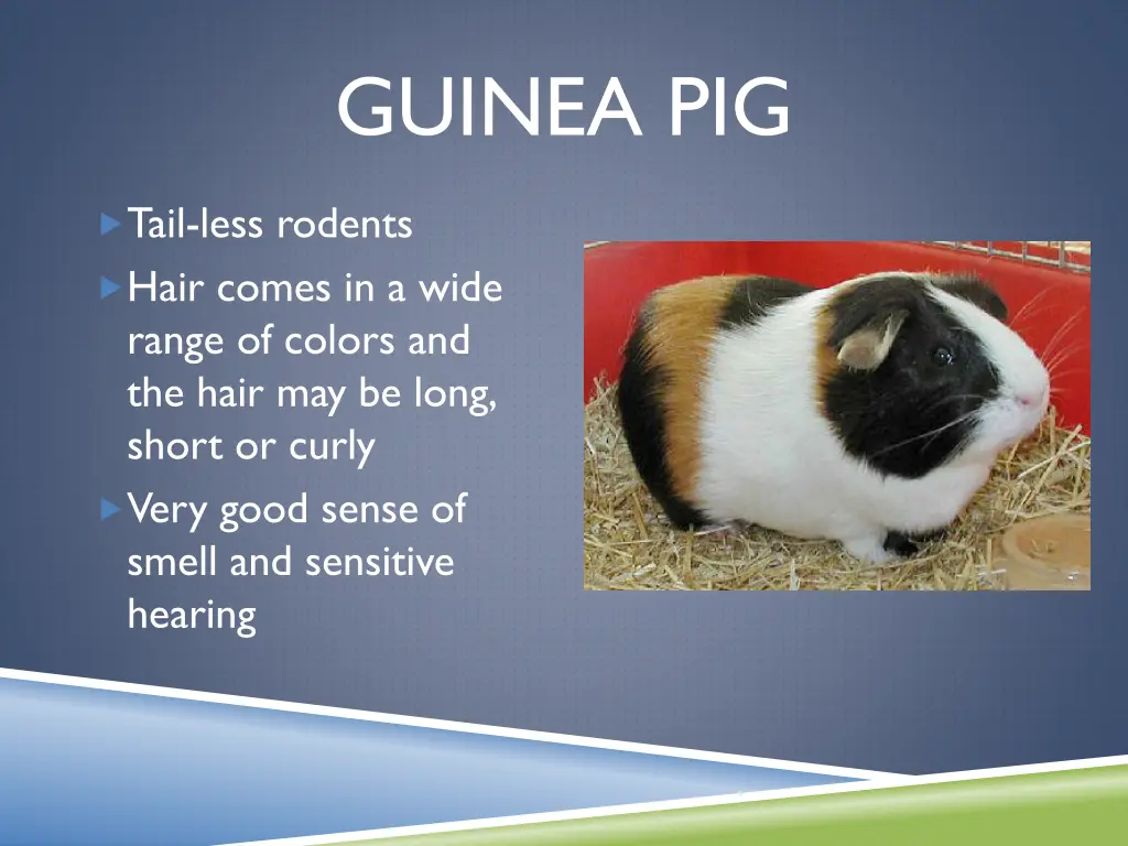 guinea pig