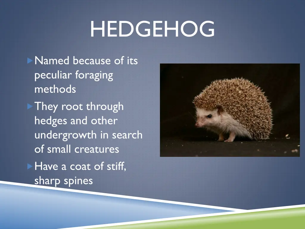 hedgehog