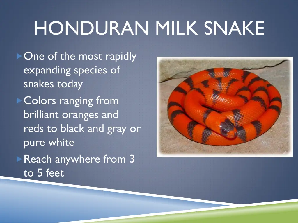 honduran milk snake