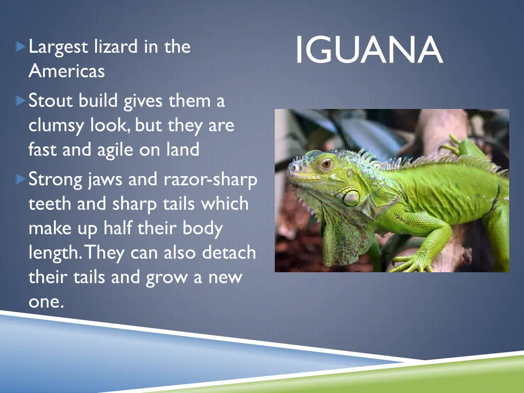 iguana