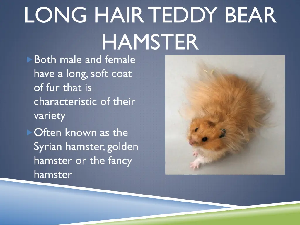 long hair teddy bear hamster both male and female