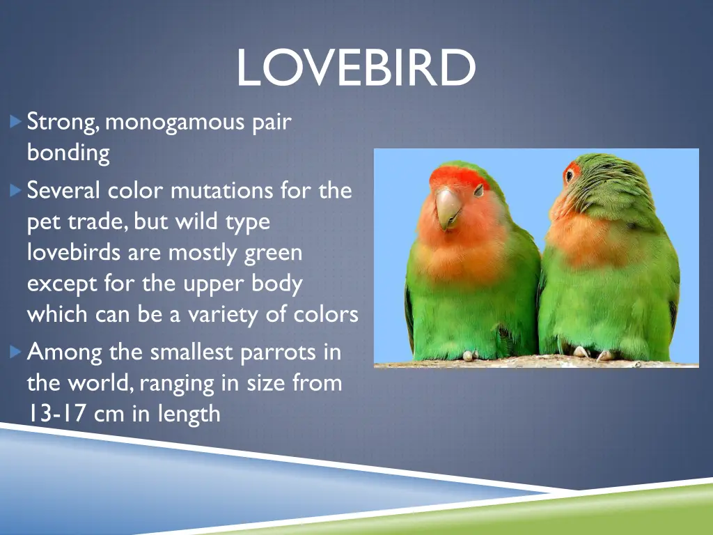 lovebird