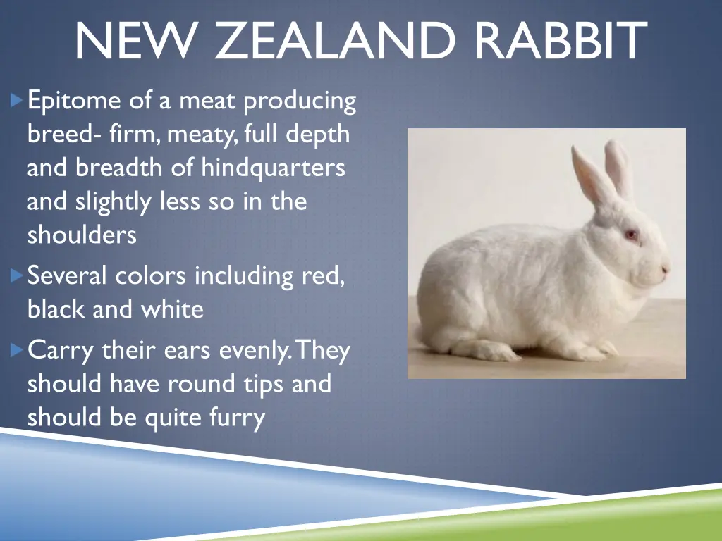 new zealand rabbit epitome of a meat producing