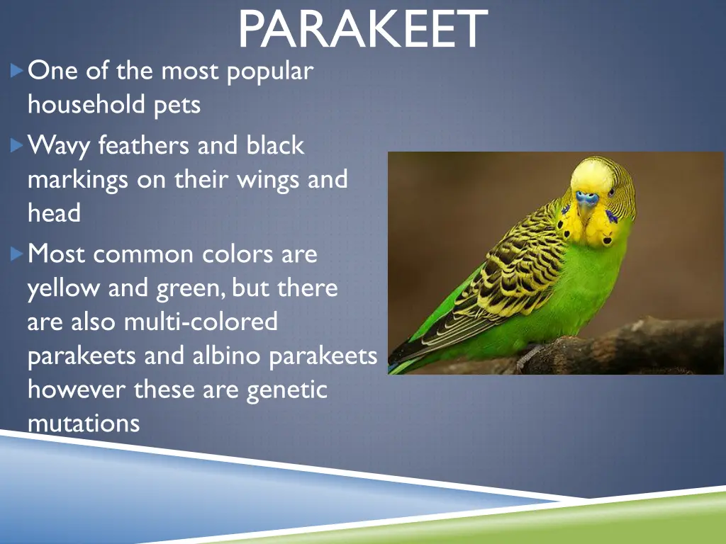 parakeet