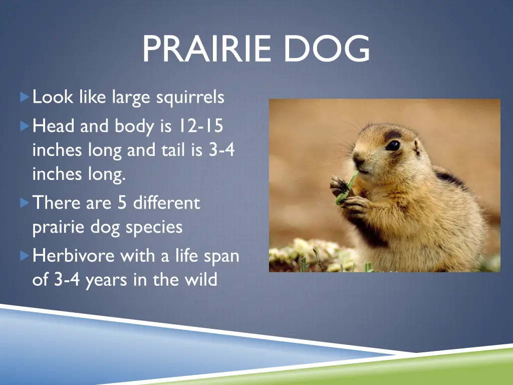 prairie dog