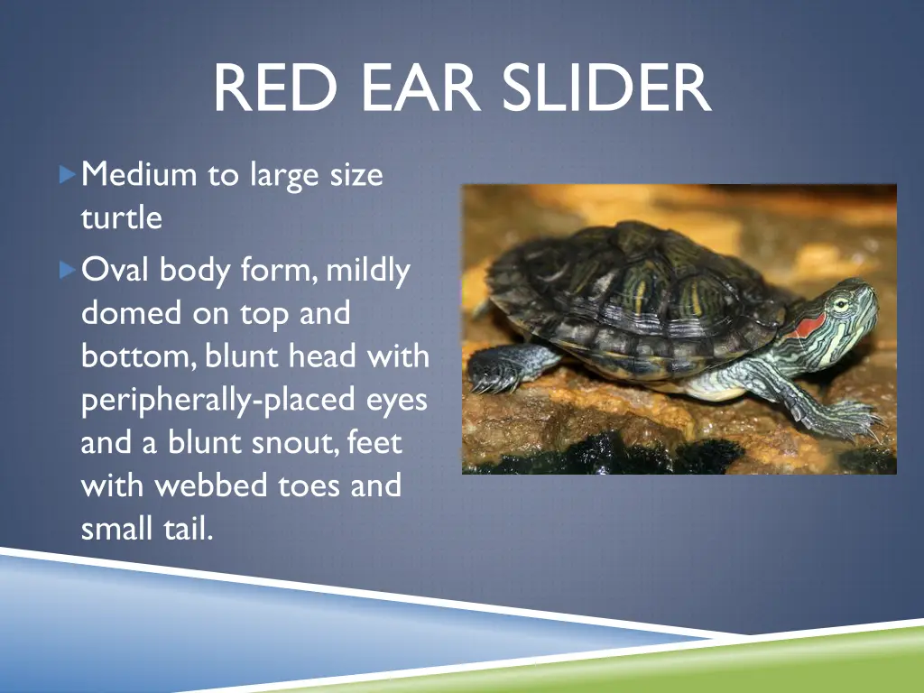 red ear slider