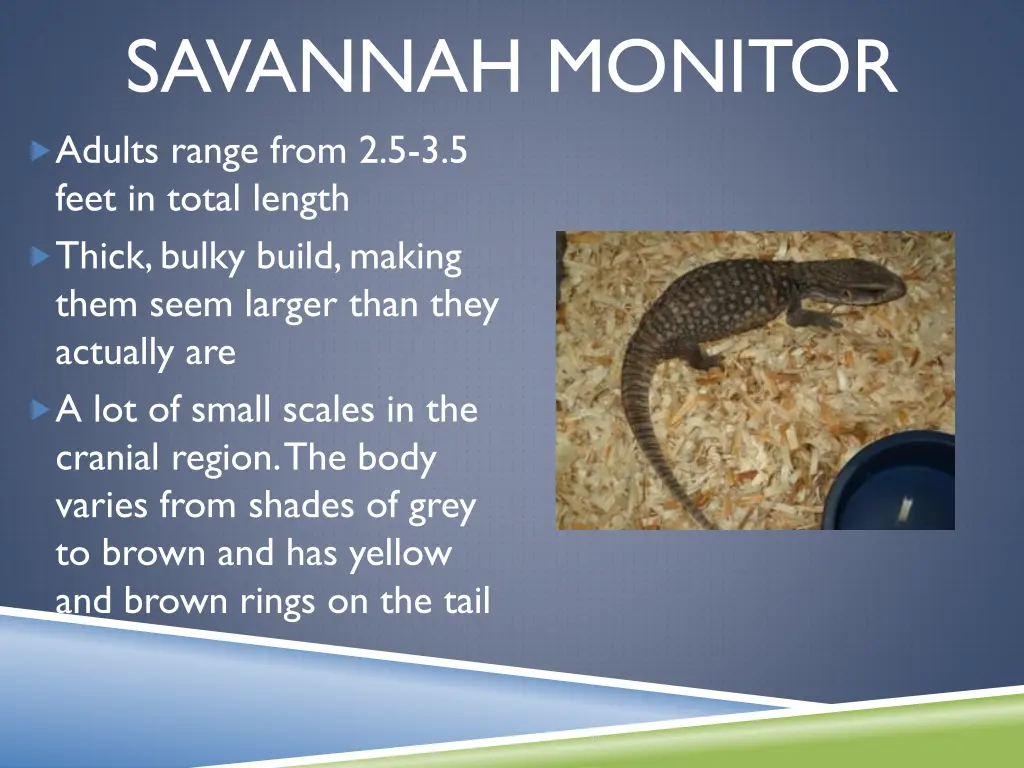 savannah monitor adults range from 2 5 3 5 feet