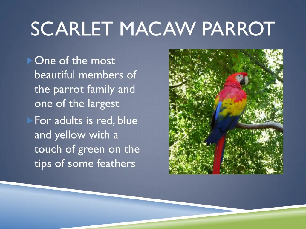 scarlet macaw parrot