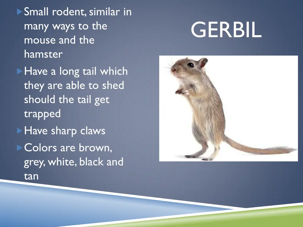 small rodent similar in many ways to the mouse