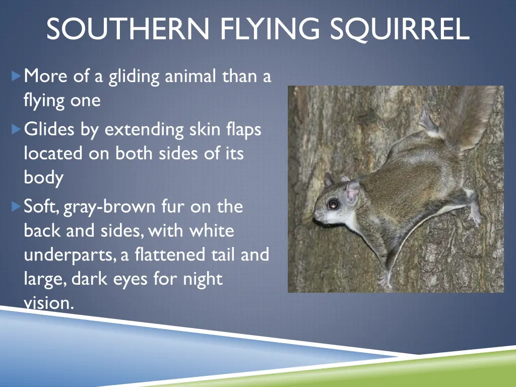 southern flying squirrel