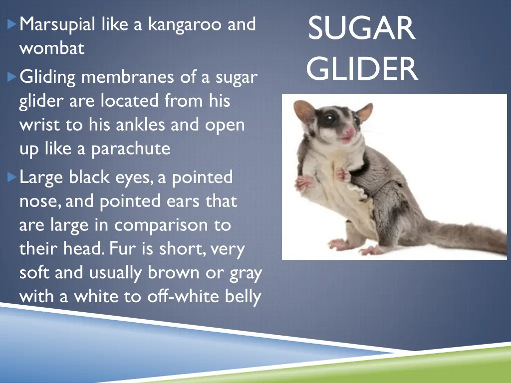 sugar glider