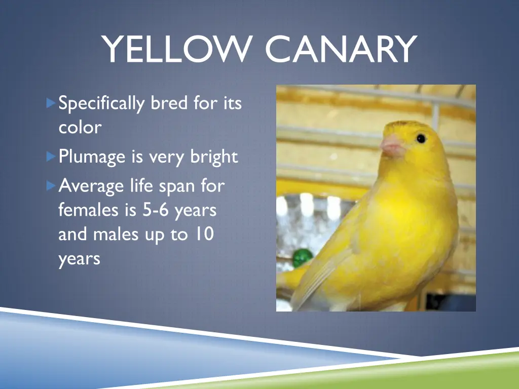 yellow canary