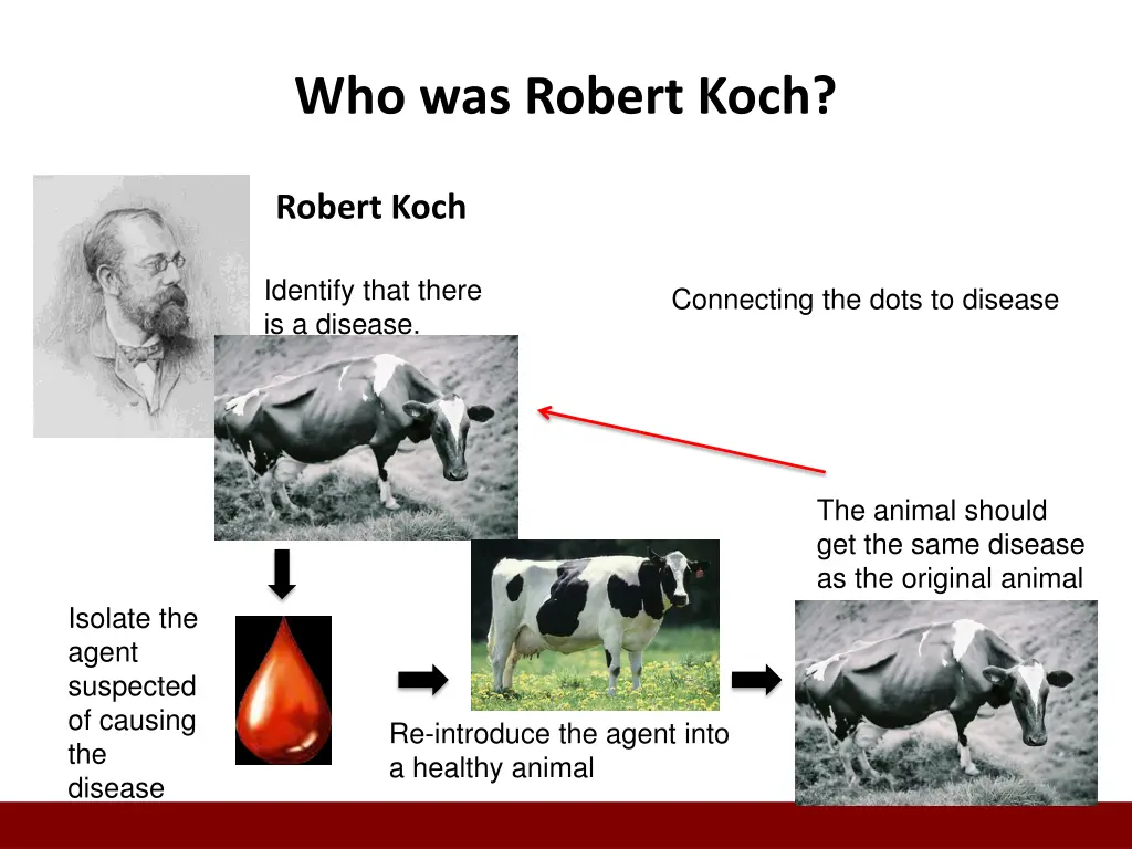 who was robert koch