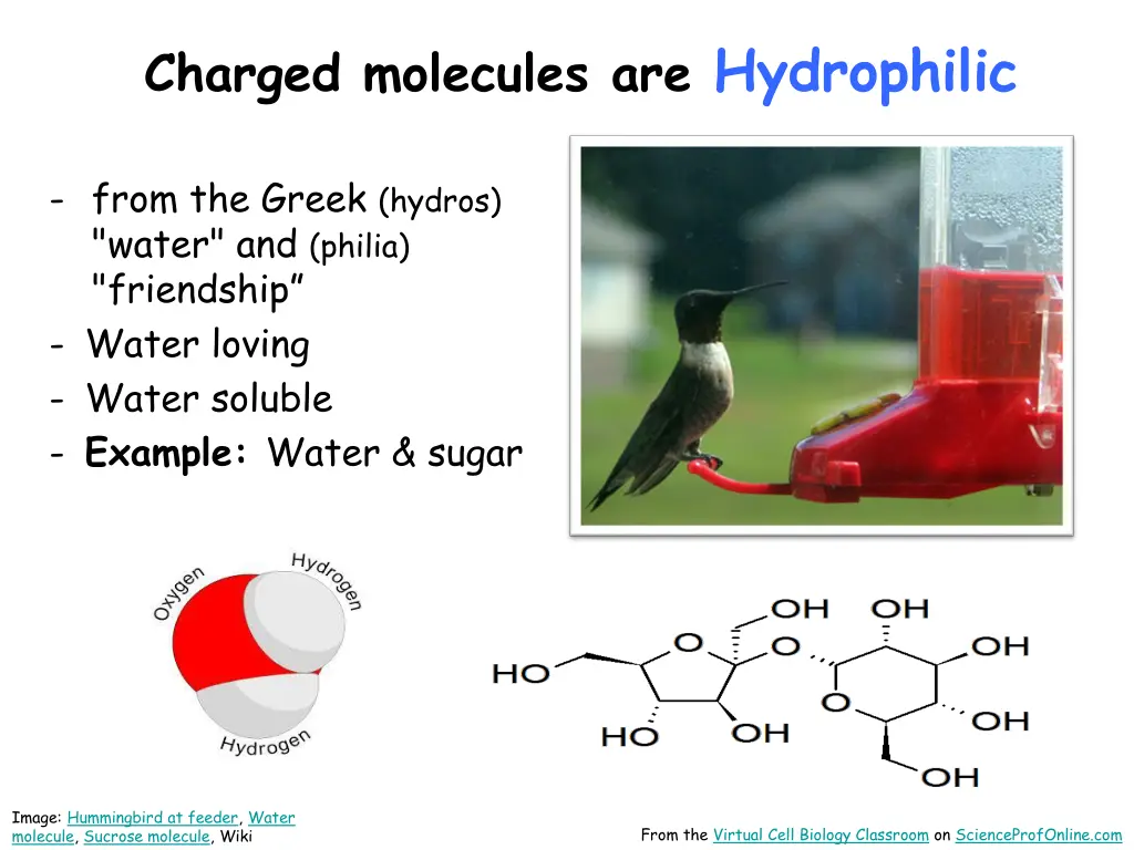 charged molecules are hydrophilic