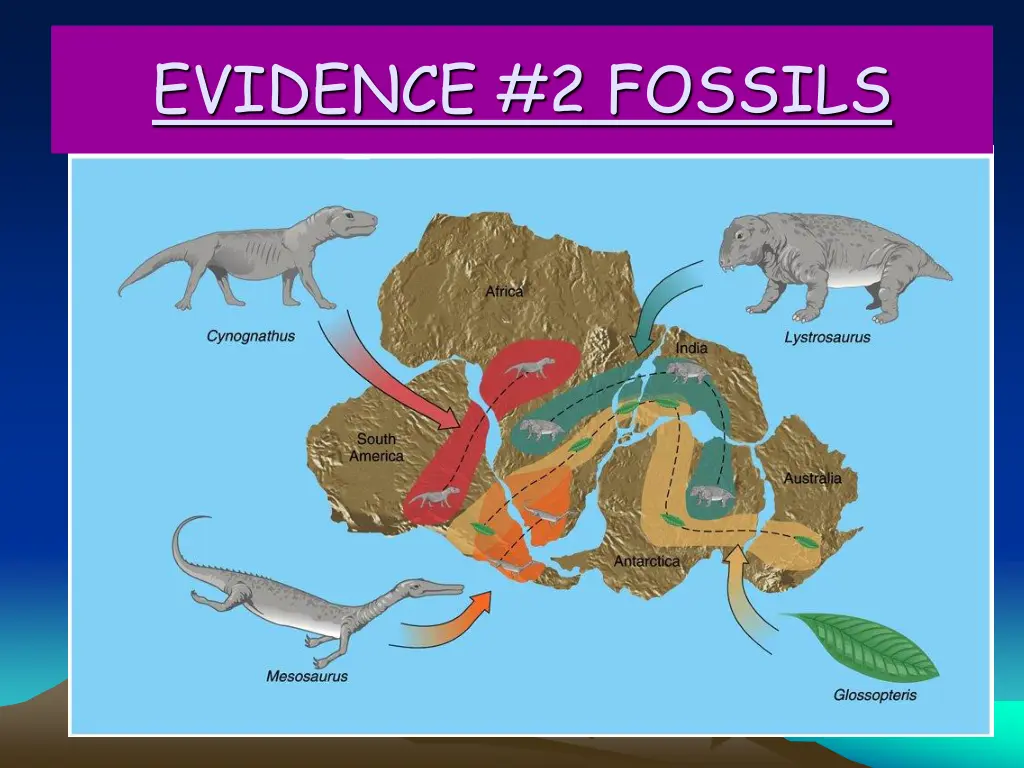 evidence 2 fossils 1